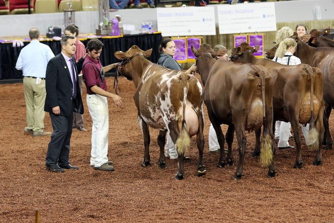 Judges study cows during international shows at World Dairy Expo in Madison on Oct. 3, 2018.