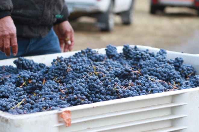 One bin of the 2,000 tons of Southern Oregon fruit rejected by a California winery  allegedly for smoke taint. These pinot noir grapes will be shipped north to make a bottling called Solidarity Vintage.