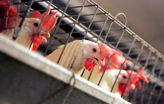 FILE - In this Sept. 10, 2008, file photo, chickens huddle in their cages at an egg processing plant at the Dwight Bell Farm in Atwater, Calif. Proposition 12 on California's November ballot would require that egg-laying hens be cage free by 2022.