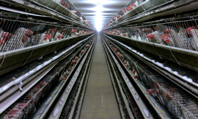 Iowa producers who euthanized hens as a result of plummeting demand for eggs caused by coronavirus shutdowns will be eligible for government payments to cover disposal costs, a state agency announced Monday.