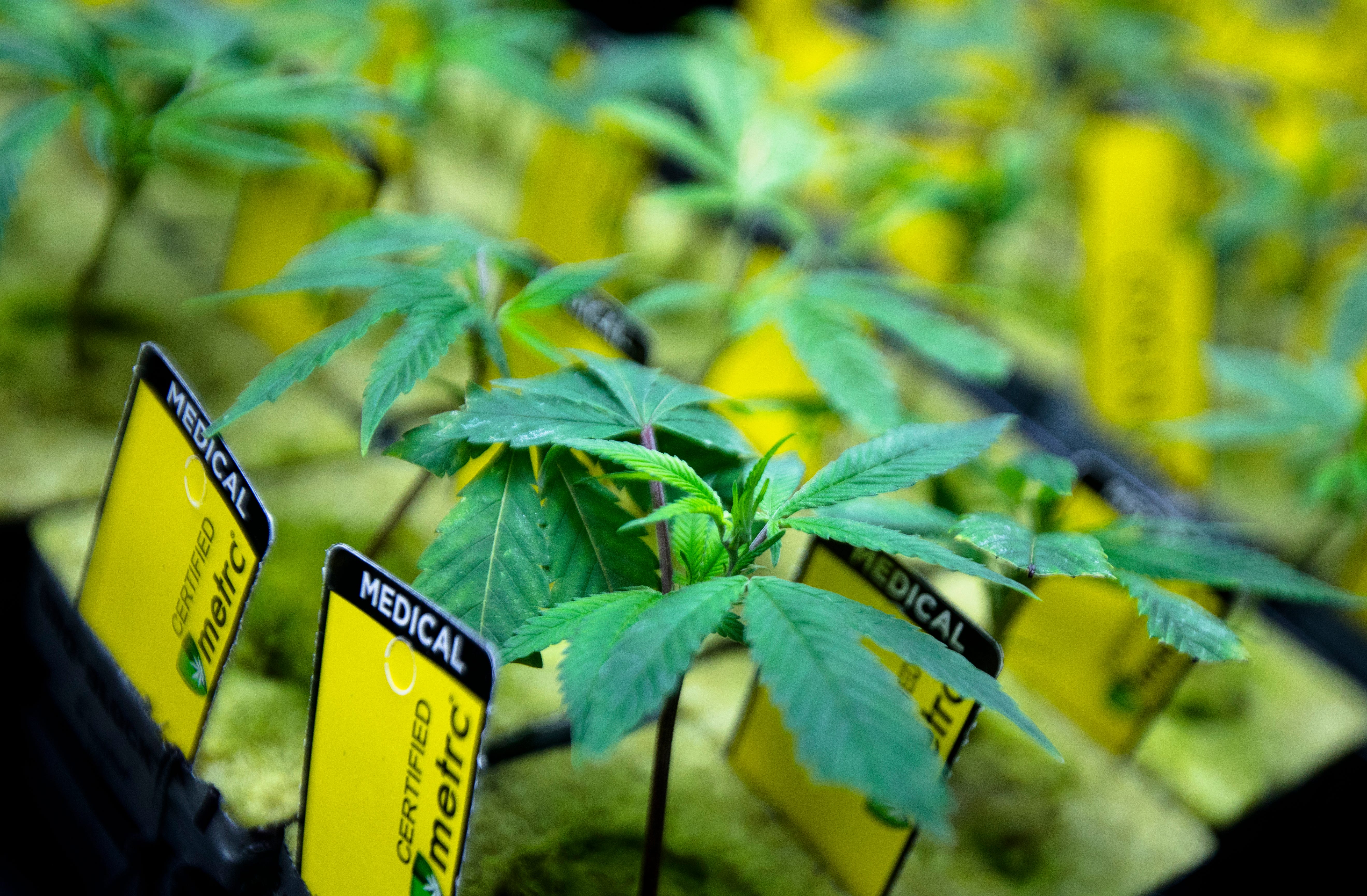 Chronic pain driving registrations for medical marijuana in Ohio