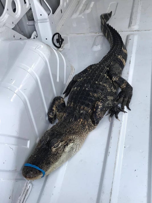 4 Foot Long Alligator Found Swimming In Lake Michigan Near