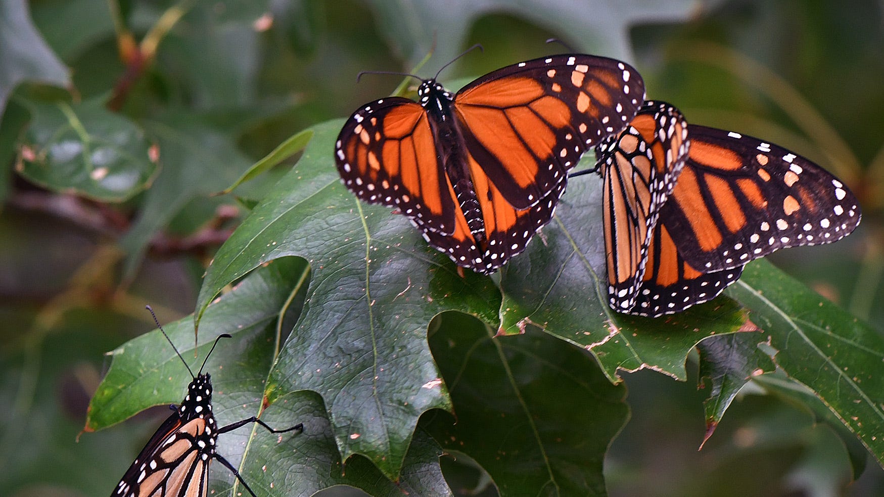Migrating monarchs come through Wichita Falls