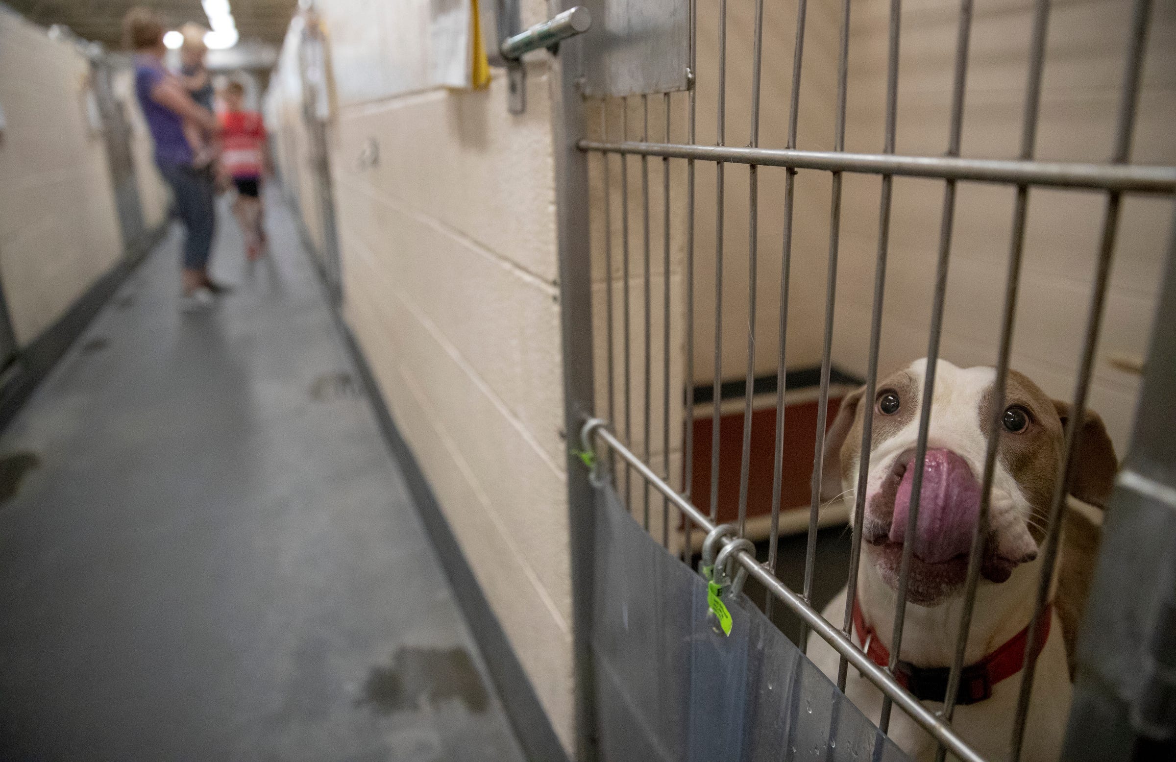 Free pet adoptions at Indianapolis Animal Care to ease overcrowding