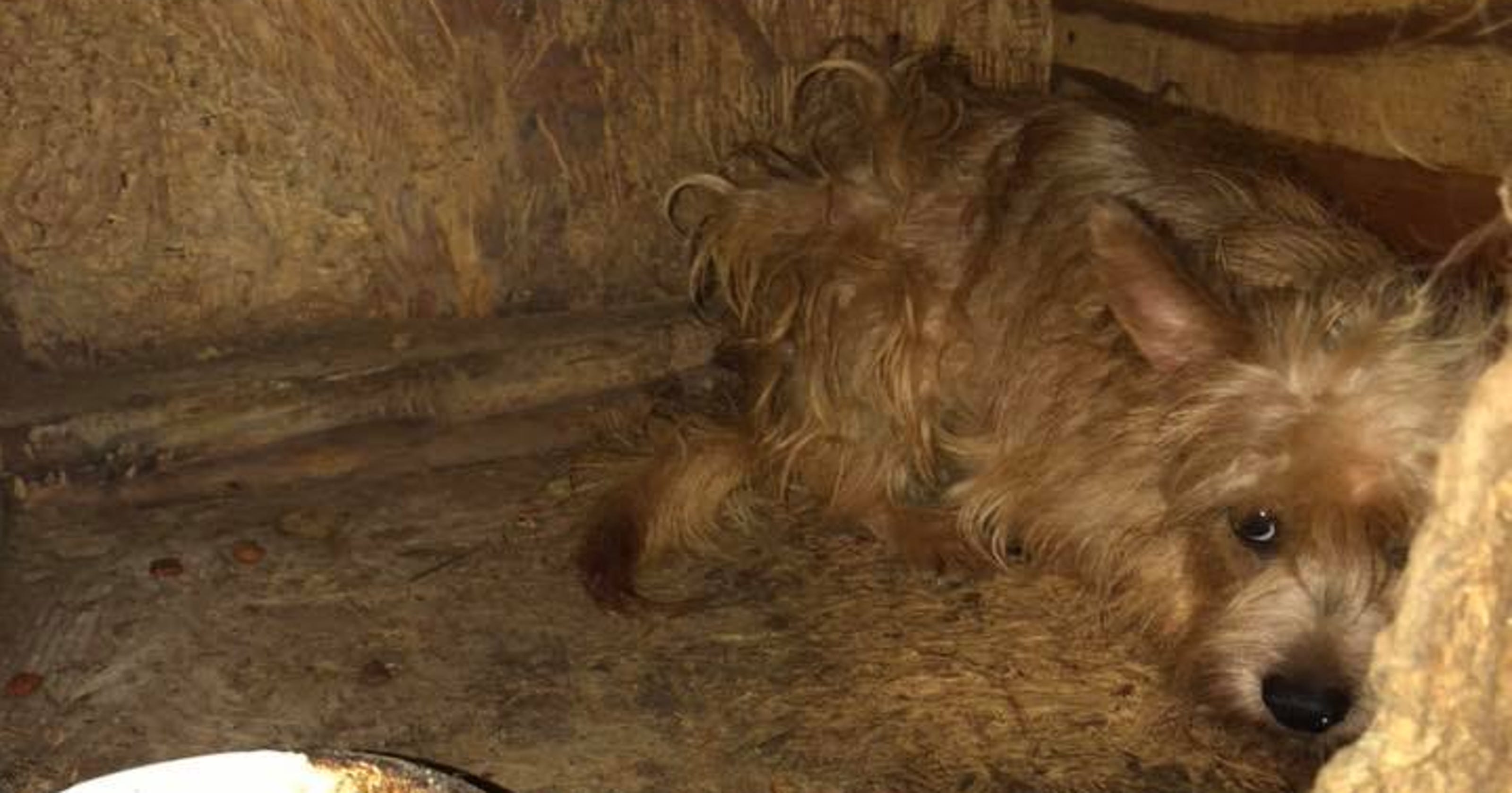 Shelter More Than 100 Dogs Rescued From Puppy Mill Situation