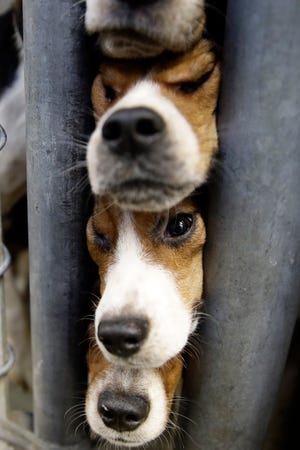 Rescued beagles peers out from their kennel at the The Lehigh County Humane Society in Allentown, Pa., Monday, Oct. 8, 2018. Animal welfare workers removed 71 beagles from a cramped house in rural Pennsylvania, where officials say a woman had been breeding them without a license before she died last month. (AP Photo/Matt Rourke)