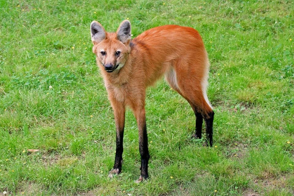 Abilene Zoo Euthanizes Maned Wolf Because Of Poor Health Learn how to draw maned wolf pictures using these outlines or print just for coloring. abilene zoo euthanizes maned wolf