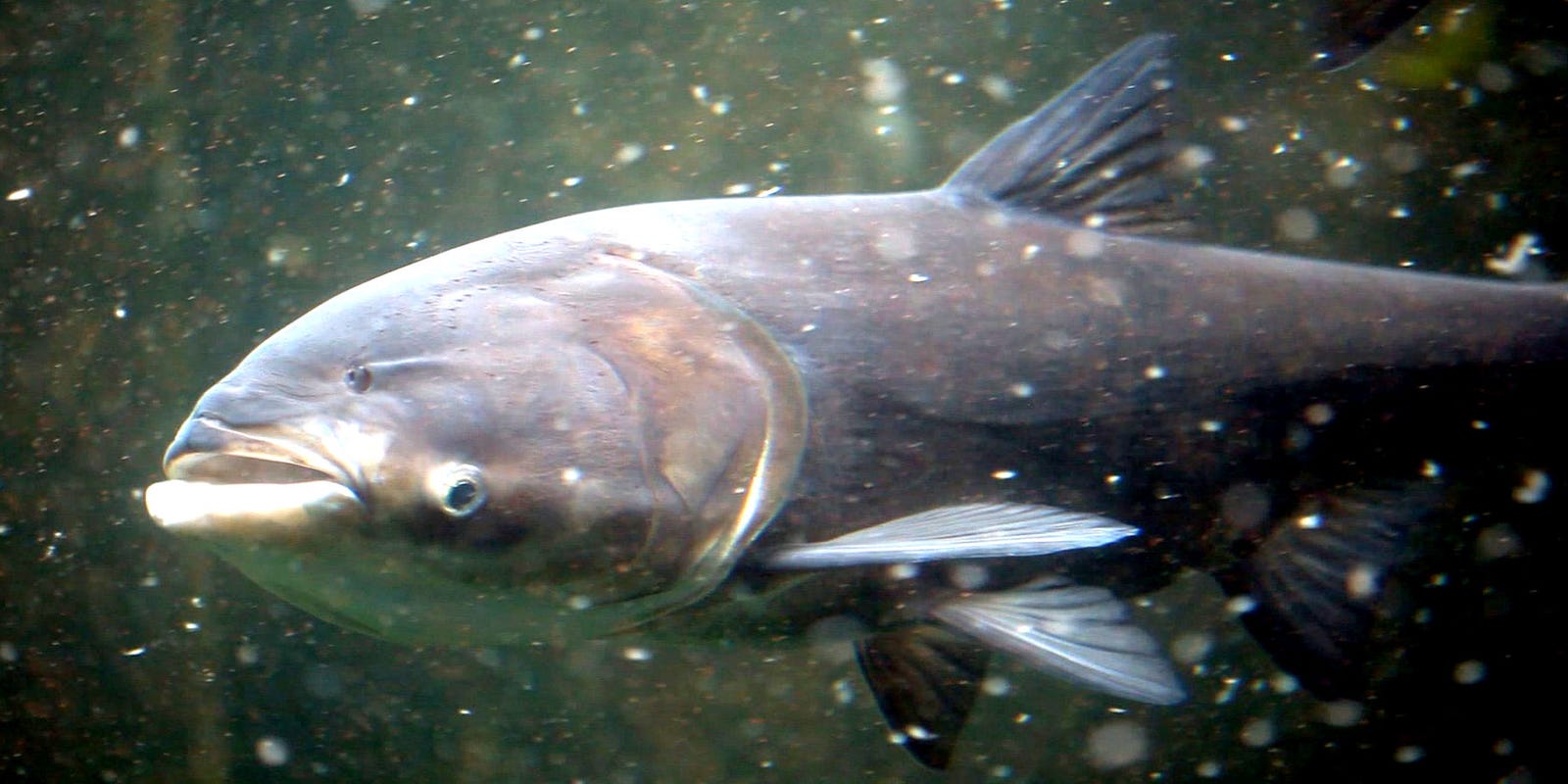 Illinois Governor Oks First Steps On Fighting Asian Carp