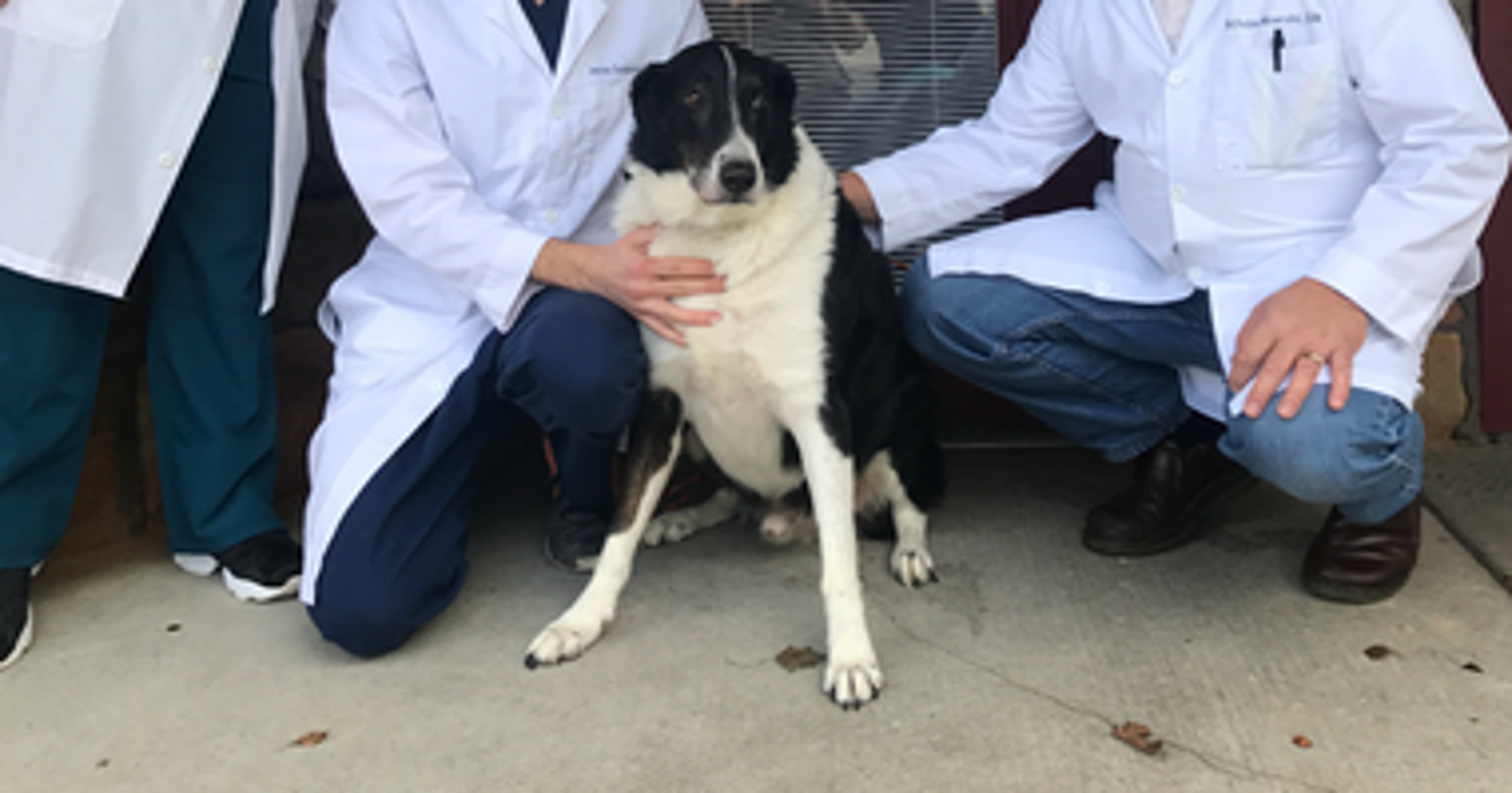 Couple Tried To Kill Dog They Could No Longer Afford Police Say
