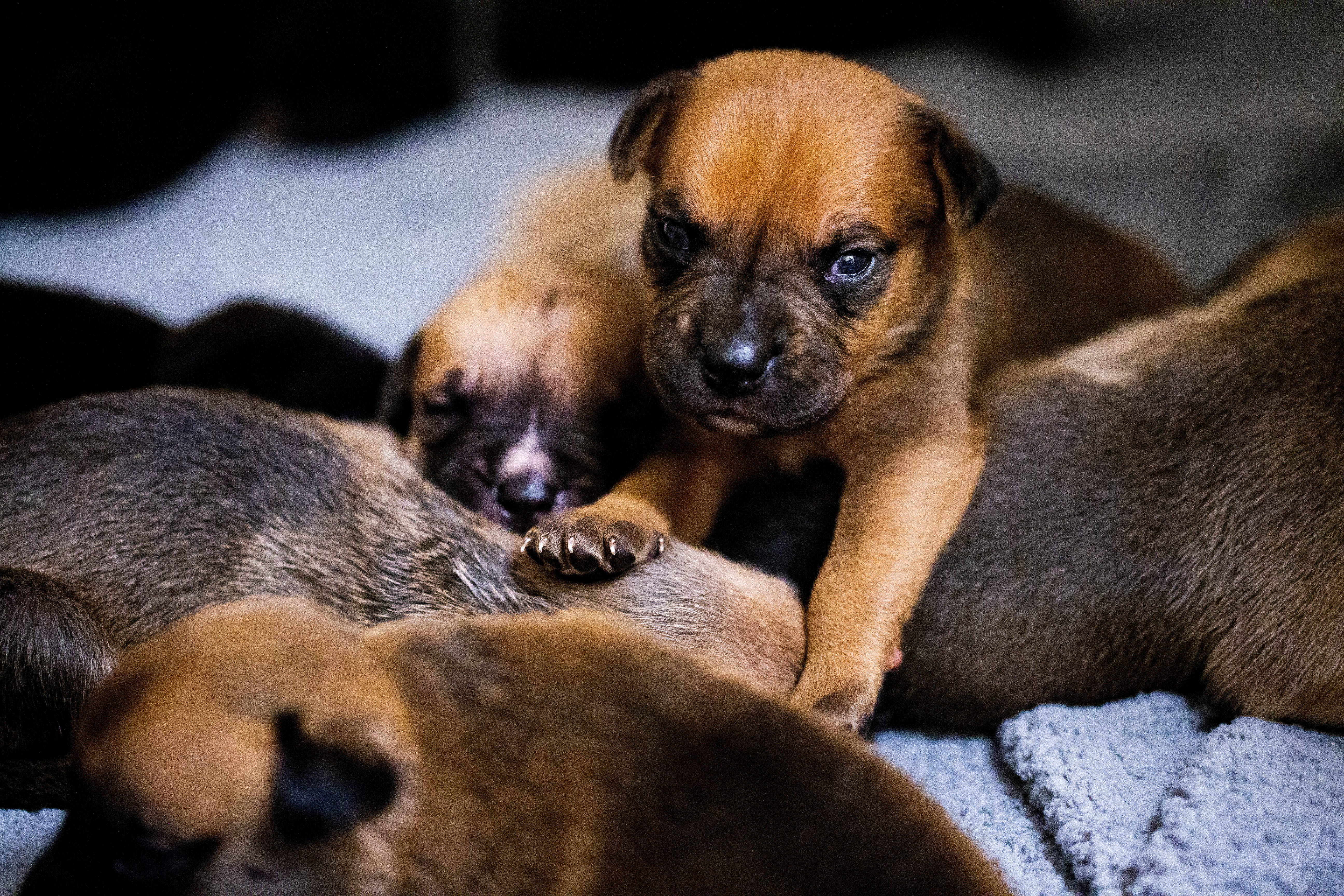Selling Cats Or Dogs In Stores Might Be Banned Or Restricted In
