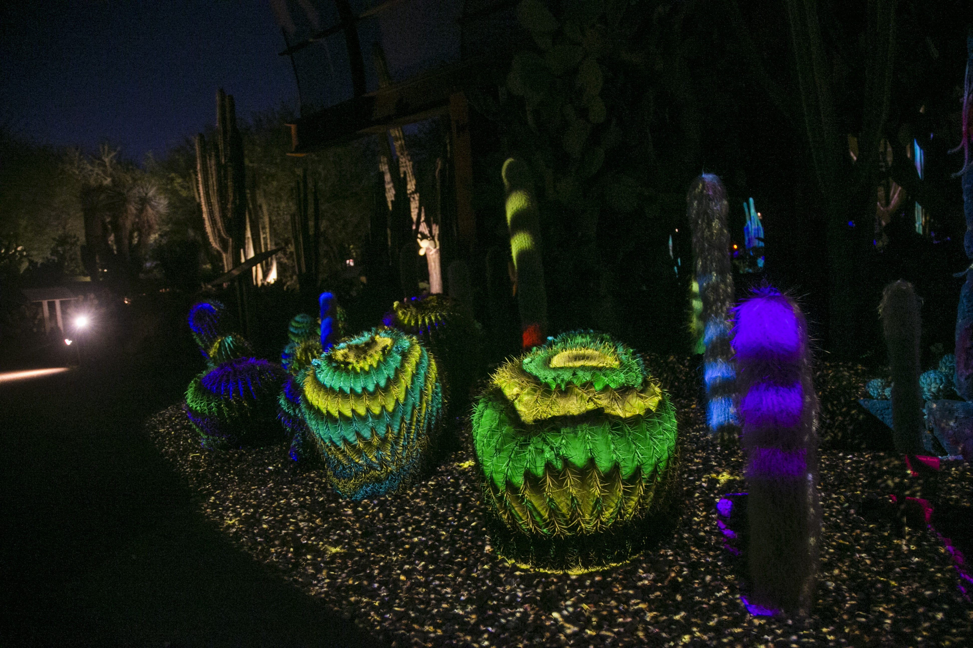 Desert Botanical Garden Lights Up The Night With Flashlight Tours