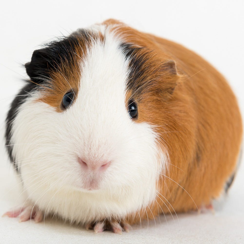 Guinea pig перевод. Морская Свинка обыкновенная. Морская Свинка Роборовского. Морская Свинка тигровая. Породы морских свинок голландская.