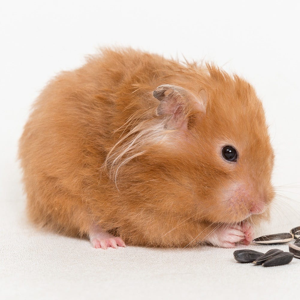 Cost to euthanize shop a guinea pig