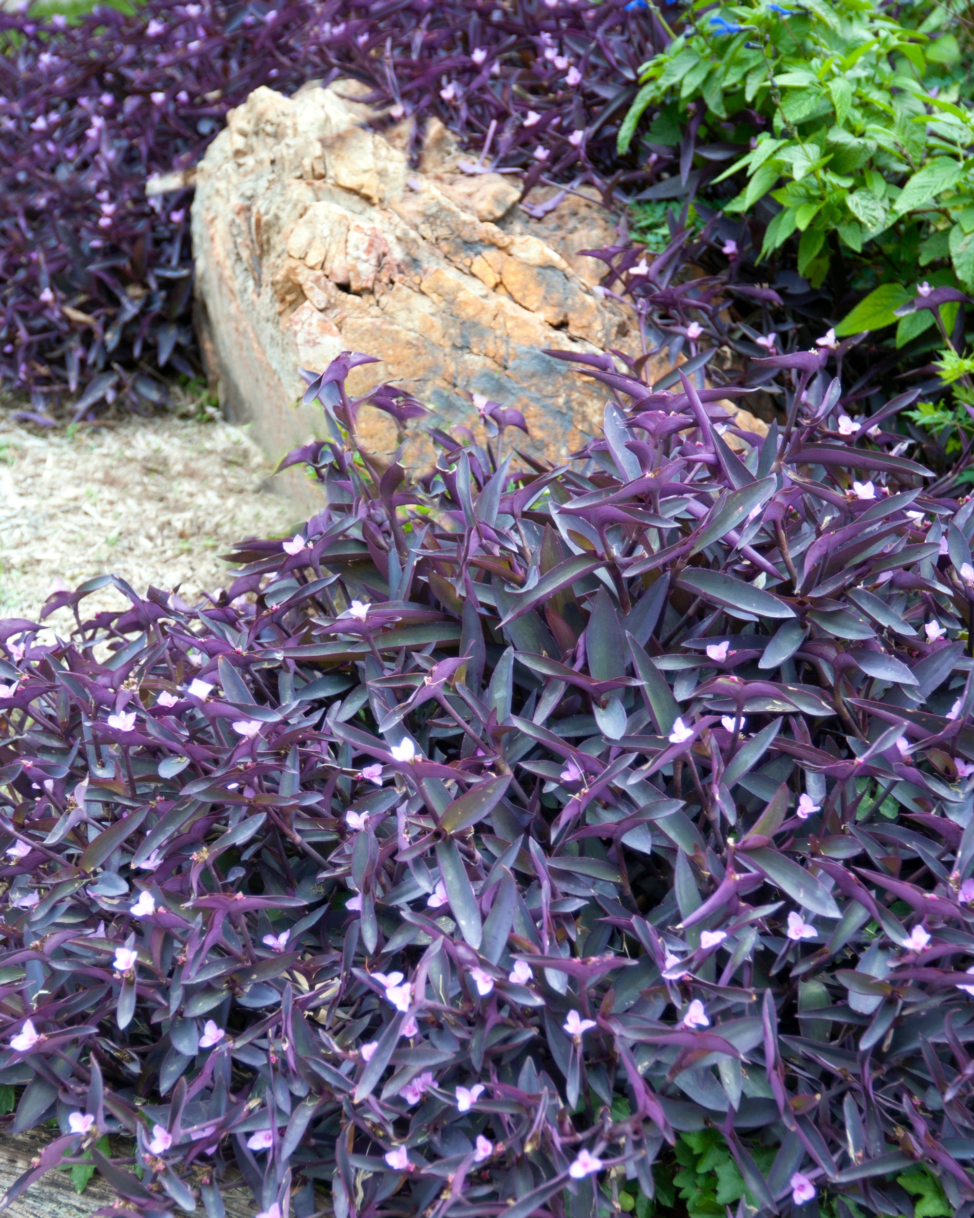 Purpleheart Is Winter Hardy In Most Winters