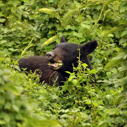 There are an estimated 1,500 black bears in the Gr