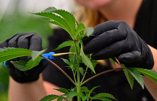 This Associated Press photo from Sept. 20, 2018 shows a medical marijuana cultivator employee working with a cannabis plant in Ohio. 2019 promises to be full of news about marijuana as Missouri state government implements medical marijuana Amendment 2, passed by voters on Nov. 6, 2018.