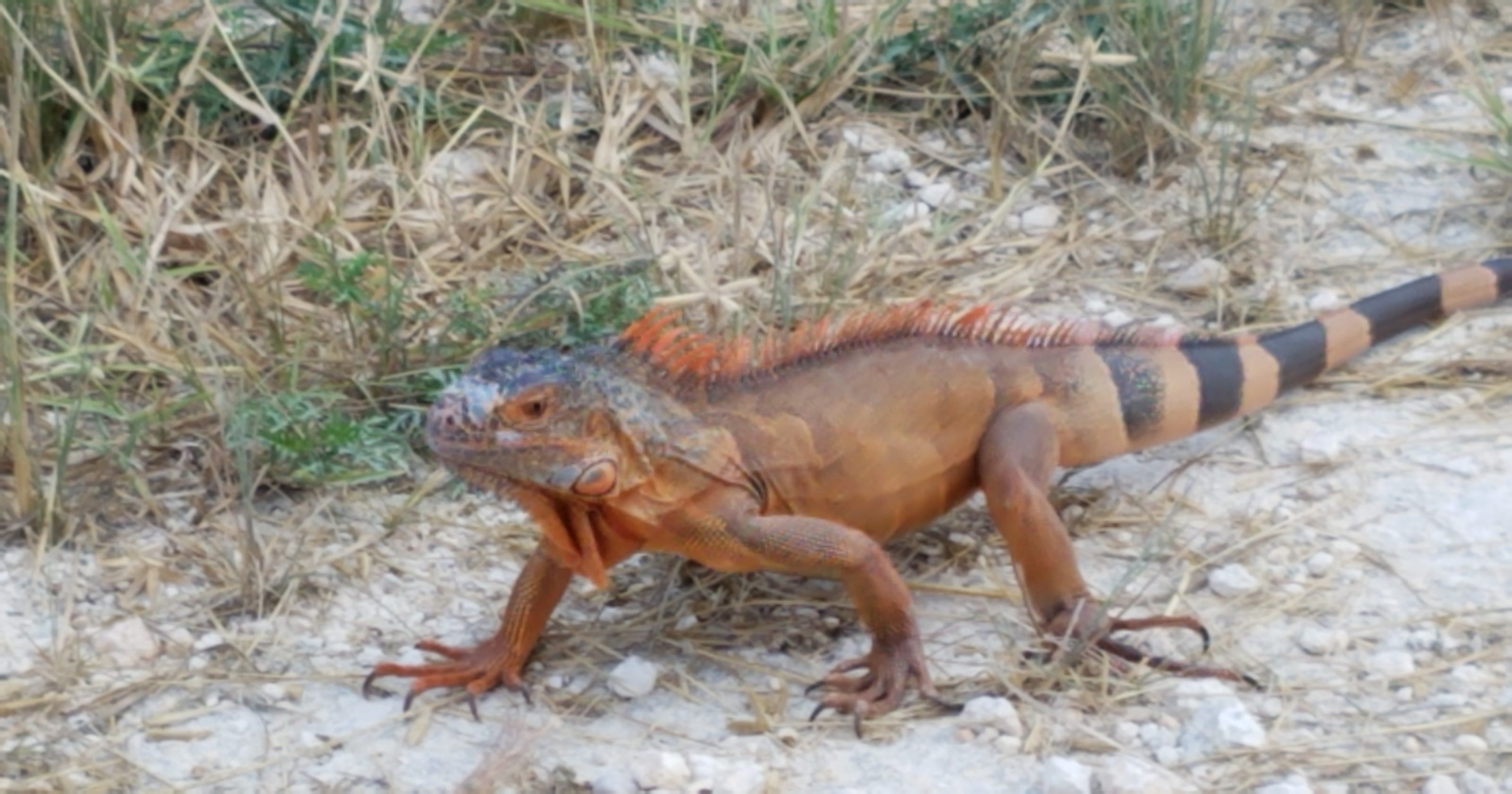 Orange iguana spotted at Merritt Island National Wildlife Refuge