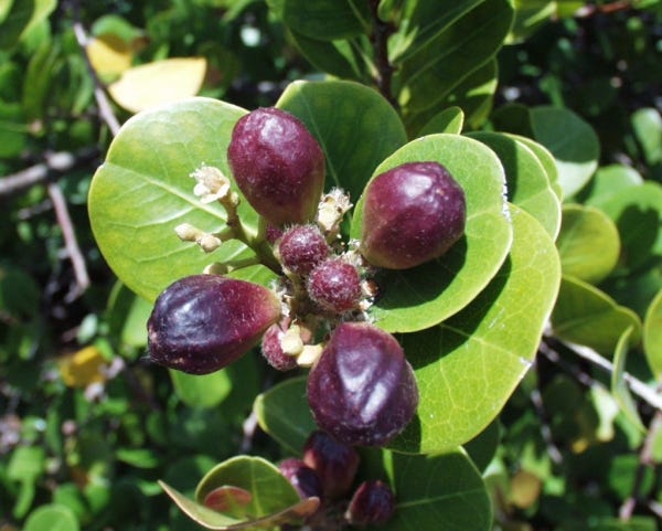The Martin County Chapter of the Florida Native Plant Society is called the Cocoplum Chapter. The purpose of the FNPS is to promote the preservation, conservation, and restoration of the native plants and native plant communities of Florida.