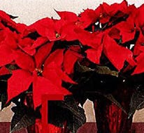 Red Poinsettias are available in 6", 10" and 14" pots, and range in price from $10 to $30. Order before Nov. 16.