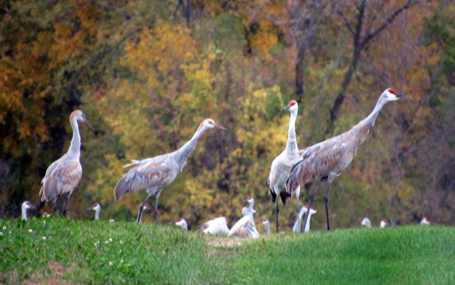 Sandhill cranes converge on Sunnybook Farm as they prepare to leave Wisconsin for warmer weather down south.