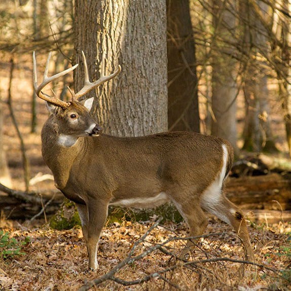 Mississippi Deer Hunting Feeding Cwd Zones Changed Limits Altered