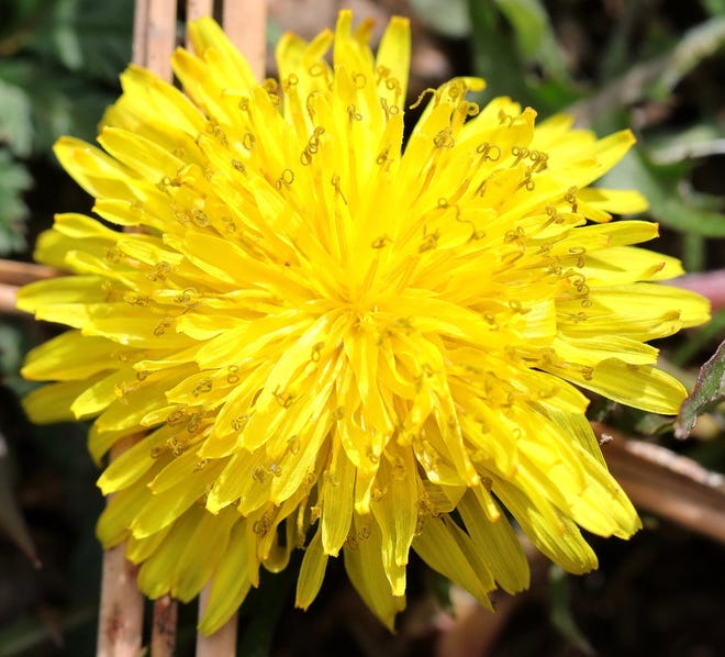 In traditional herbal medicine practices, dandelion are revered for their wide array of medicinal properties.