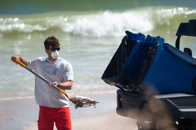 Wearing a mask to protect from red tide exposure, Vero Beach Ocean Rescue lifeguard A.J. Nicholson shovels dead fish into a trash bin Tuesday, Oct. 16, 2018 at Jaycee Park in Vero Beach. City of Vero Beach workers from ocean rescue, the recreation department and public works removed the fish from the beach using shovels, trash bins and machinery. 