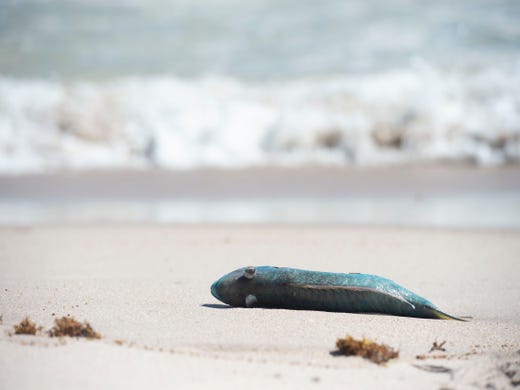 A variety of dead fish, including parrotfish, flounder, snapper, angelfish and cowfish, washed ashore Tuesday, Oct. 16, 2018 at Jaycee Park in Vero Beach. A Harbor Branch Oceanographic Institute scientist confirmed Atlantic Ocean water in Vero Beach contained about 1 million red tide cells per liter.