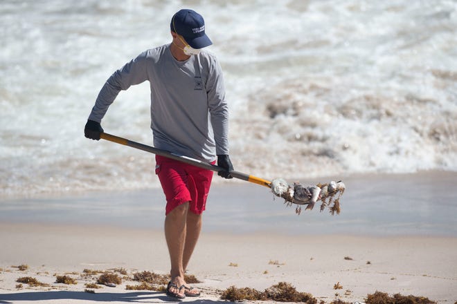 Wearing a mask to protect from red tide exposure, Vero Beach Ocean Rescue lifeguard Rokas Cesnakauskas shovels dead fish into a pile Tuesday, Oct. 16, 2018 at Jaycee Park in Vero Beach. City of Vero Beach workers from ocean rescue, the recreation department and public works removed the fish from the beach using shovels, trash bins and machinery. 