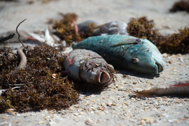 A variety of dead fish, including parrotfish, flounder, snapper, angelfish and cowfish, washed ashore Tuesday, Oct. 16, 2018 at Jaycee Park in Vero Beach. A Harbor Branch Oceanographic Institute scientist confirmed Atlantic Ocean water in Vero Beach contained about 1 million red tide cells per liter.