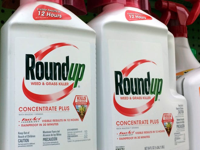 FILE - This Jan. 26, 2017 file photo shows containers of Roundup, a weed killer made by Monsanto, on a shelf at a hardware store in Los Angeles. Jurors who found that agribusiness giant Monsanto's Roundup weed killer contributed to a school groundskeeper's cancer are urging a San Francisco judge not to throw out the bulk of their $289 million award in his favor, a newspaper reported Monday, Oct. 15.