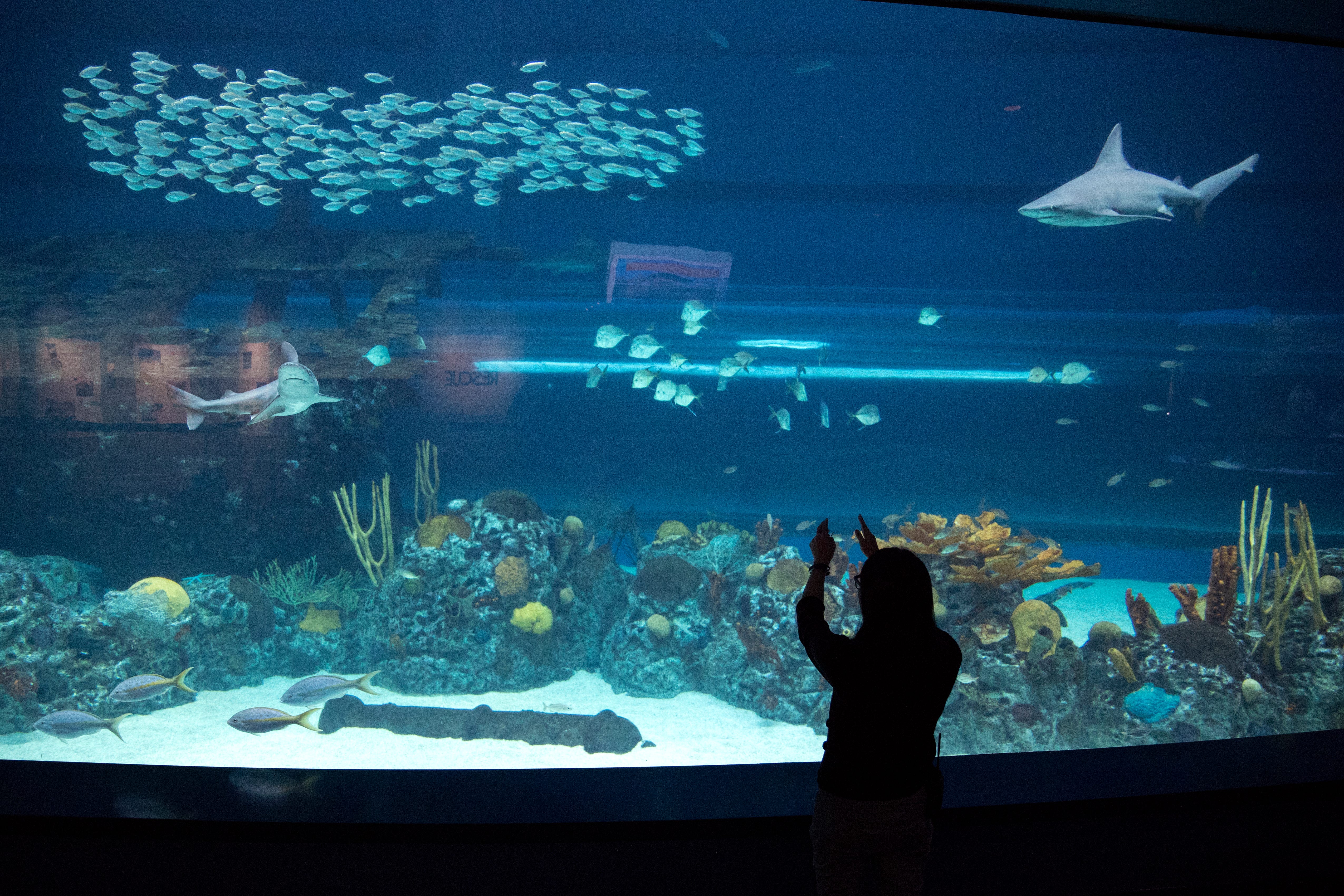 Texas State Aquarium program offers look at animal care careers