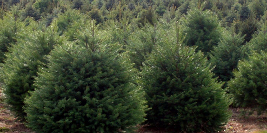 Gardener State It S Trees For Troops Weekend And Where To Go For Nj Christmas Trees