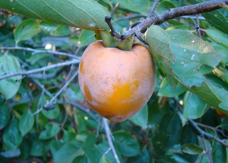 Persimmon Ripening Chart