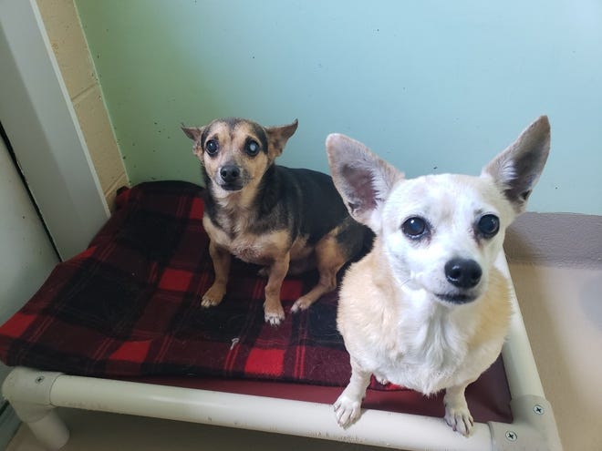 Dobie and Coco wait for a home together.