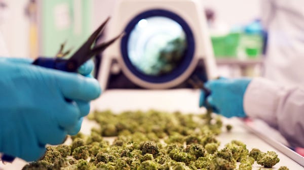 A worker at marijuana producer Pure Sunfarms in...