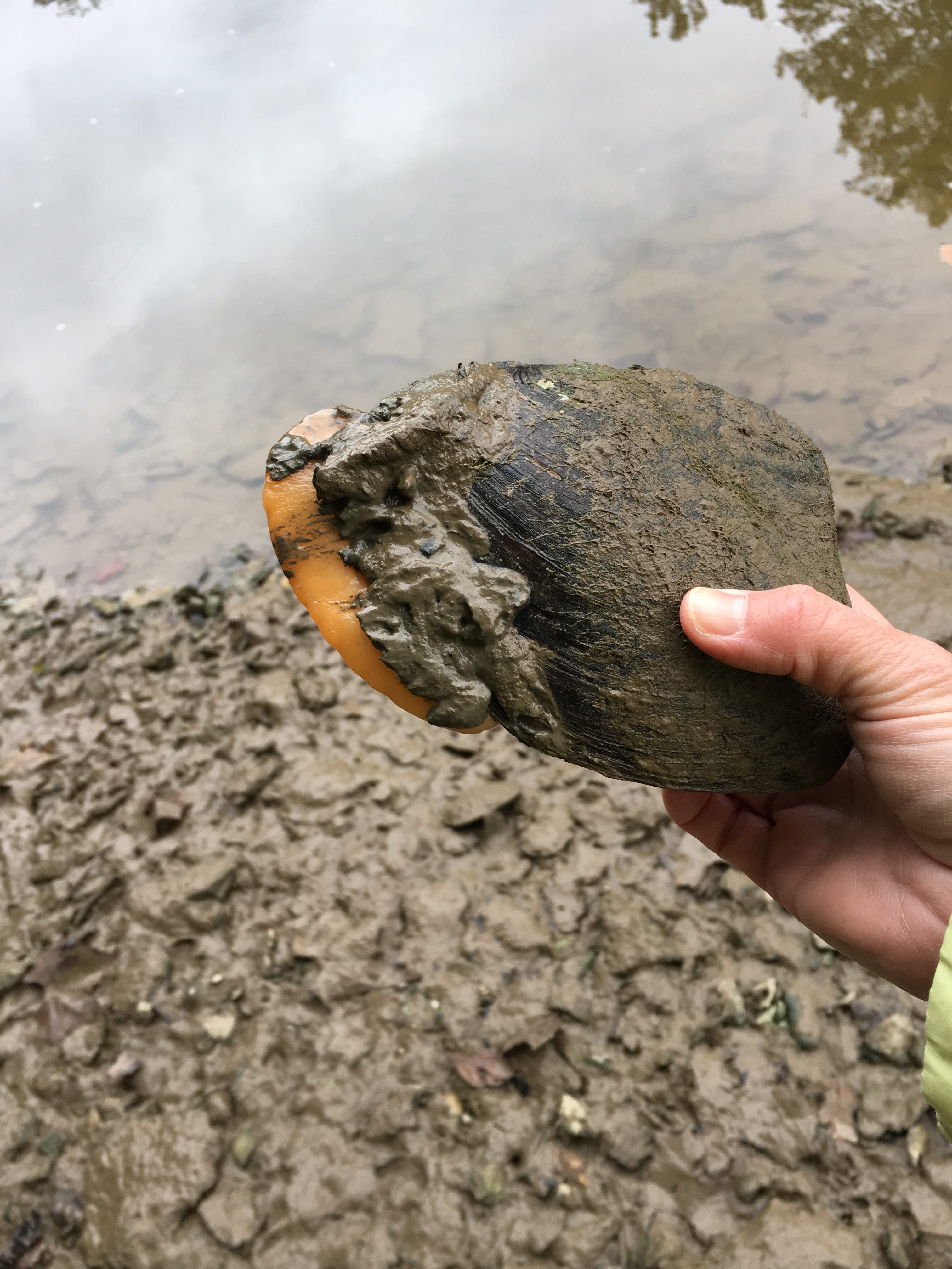 Mussel collection a success as dam is breached in Williamsburg