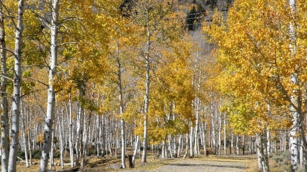 The Pando clone at Fishlake National Forest in...