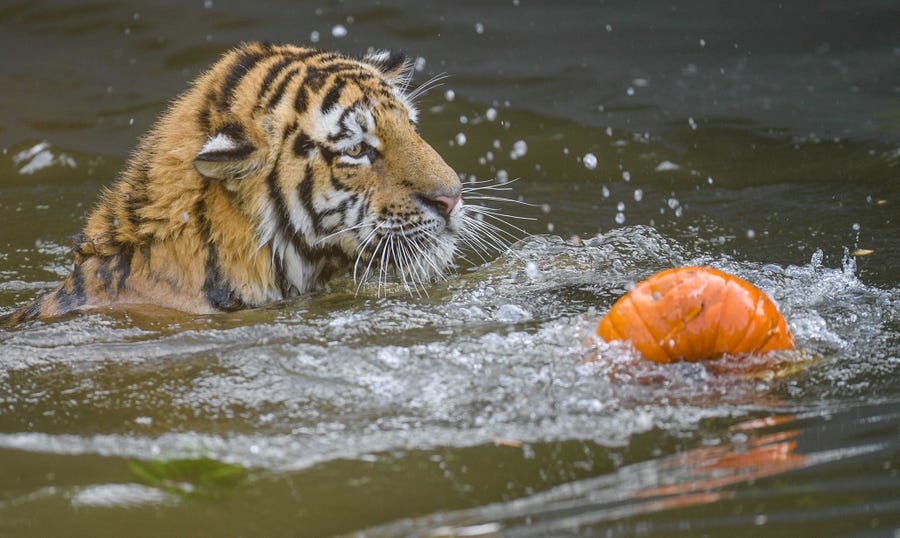 A Siberian tiger swims in its pool to reach a pumpkin filled with meat on September 27, 2018 at the Tierpark Hagenbeck zoo in Hamburg, northern Germany. (Photo by Axel Heimken / dpa / AFP) / Germany OUTAXEL HEIMKEN/AFP/Getty Images ORIG FILE ID: 581774509