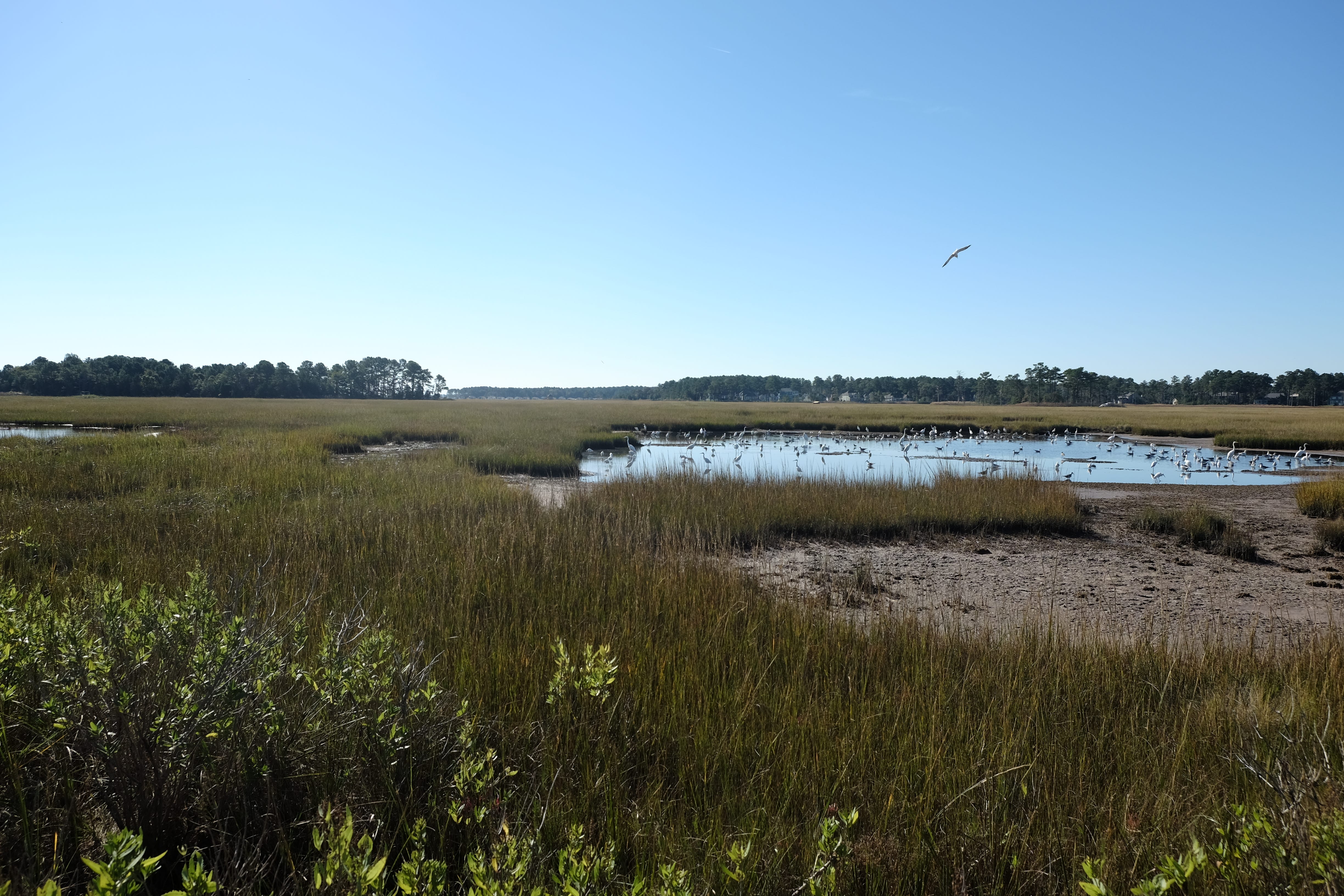 What's that unique smell? Marshes have odor like nothing else
