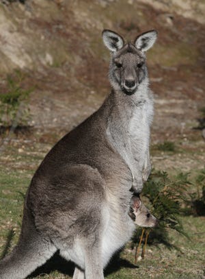 A mother and joey eastern grey kangaroo feed on a hill side in the Wombeyan Karst Conservation Reserve 120km (74 miles) south west of Sydney, Australia, Thursday, Aug. 18, 2016. (AP Photo/Rob Griffith)