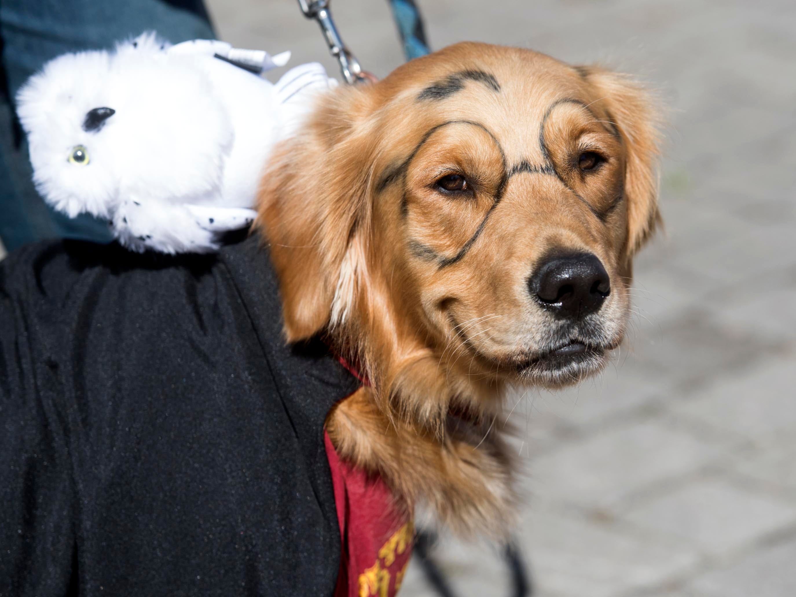 young williams animal shelter phone number