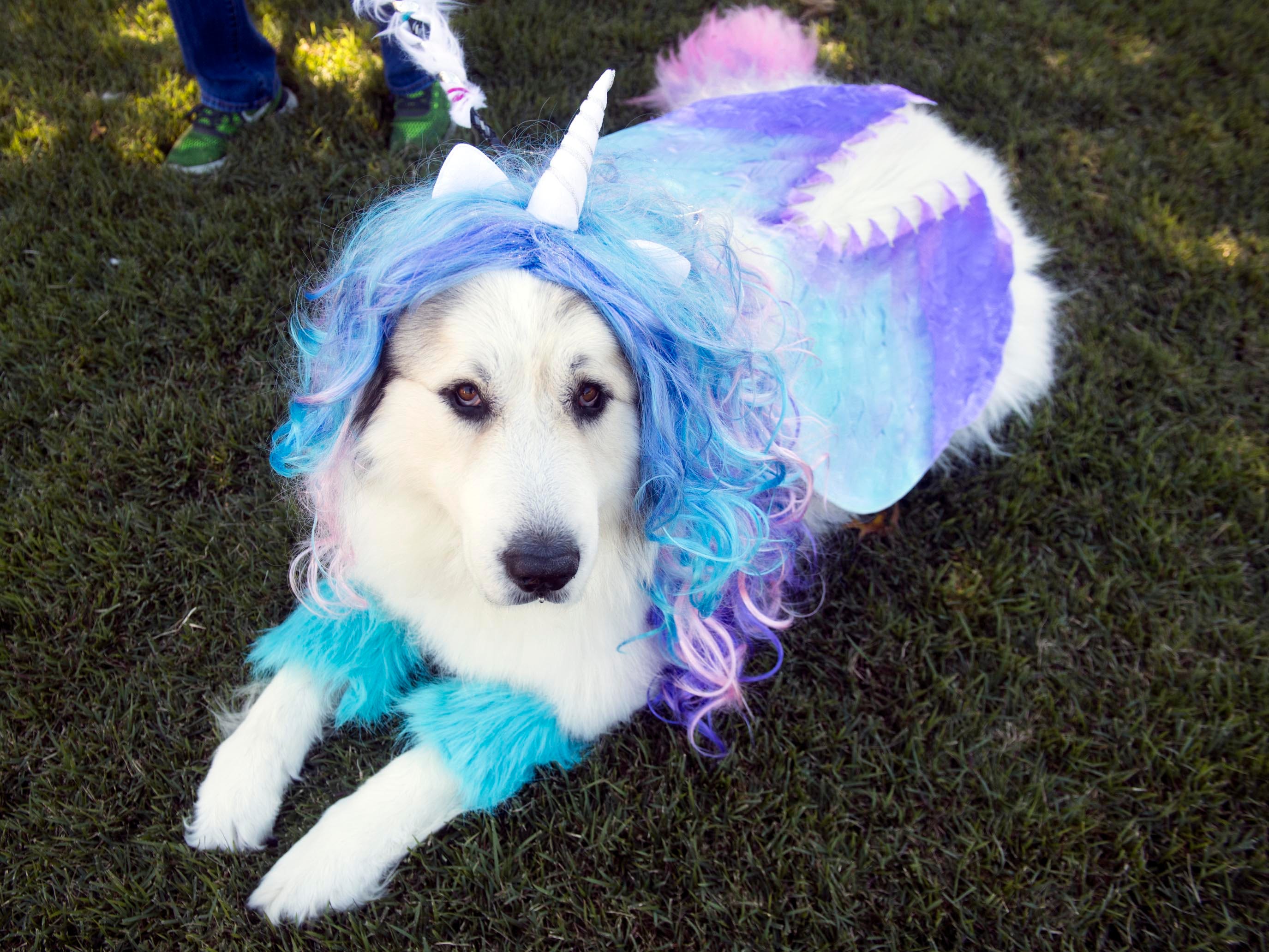 Great Pyrenees Halloween Costumes 2022 Costume Clad Canines Congregate At Ut Gardens Annual Howl O Ween