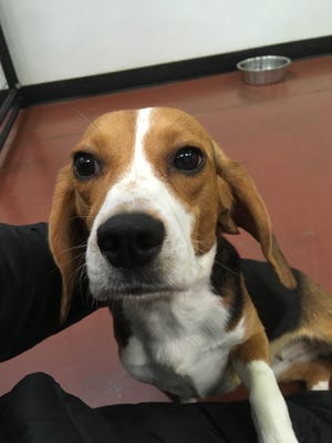 A small female beagle is being cared for inside Blue Water Pet Care in Kimball Township.