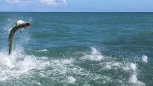 A leaping tarpon is trying to fill it's belly with fresh silver mullet this weekend off Sebastian Inlet.