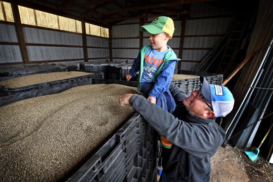 In this Oct. 5, 2018 photo, John Strohfus and his son, Martin, 5, look over 2,000-pound containers of Katani hemp seed in a storage building on their farm in Afton, Minn. Strohfus, the president of Minnesota Hemp Farms and one of the state's leading advocates promoting hemp farming, has harvested his hemp crop for the year.