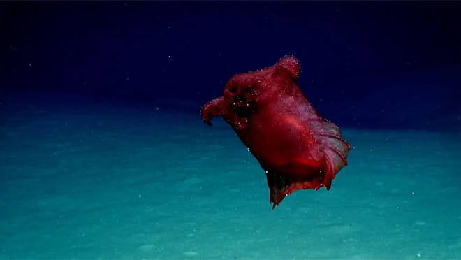 Meet the Enypniastes eximia, also known as a “headless chicken monster."