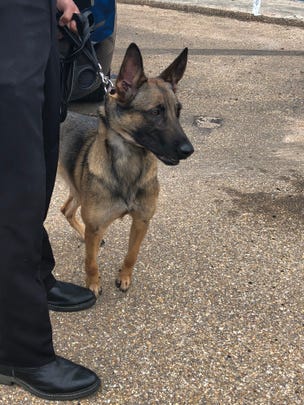 K-9 Angel prepares for duty at the Jackson Police Department