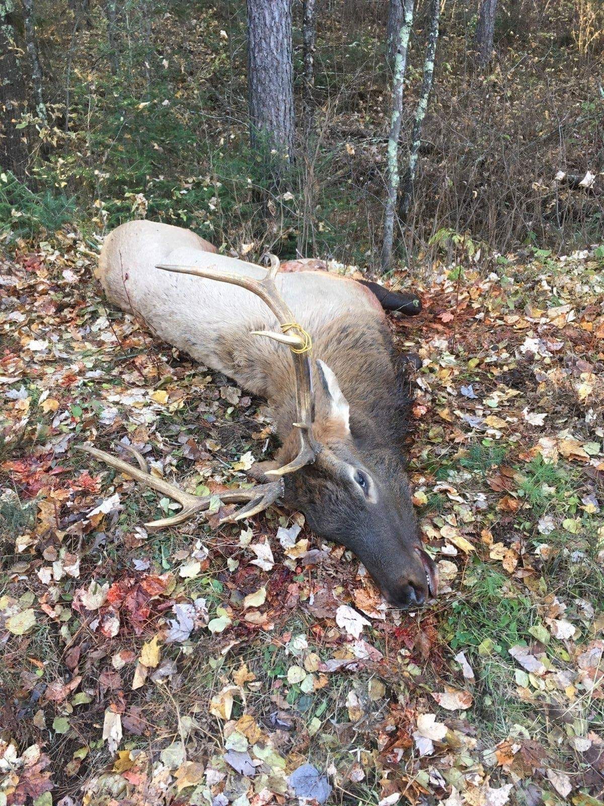 Franklin Man Cited For Illegally Shooting Elk During