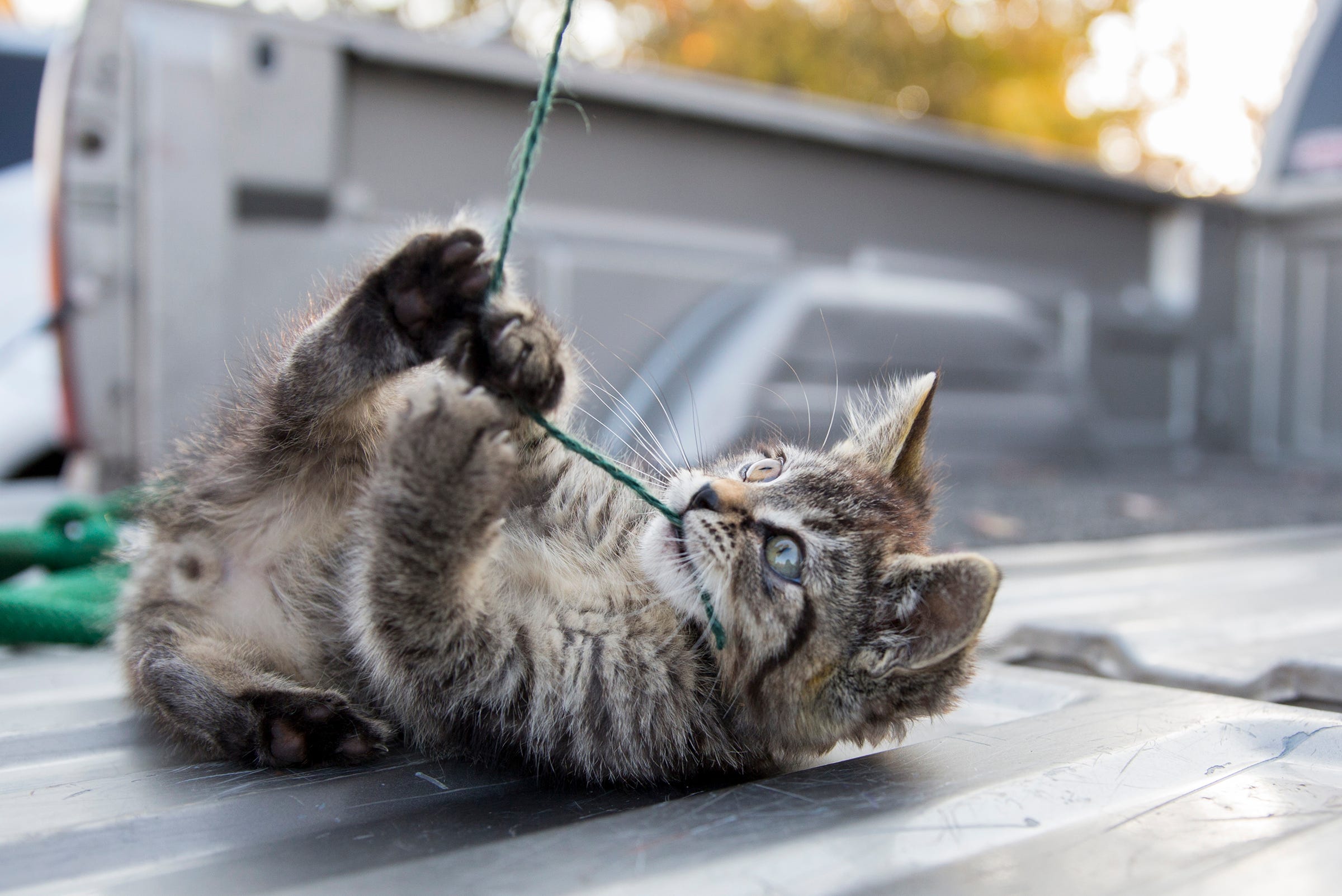 Sticky the Kitty adds to fame with more books, movie credit